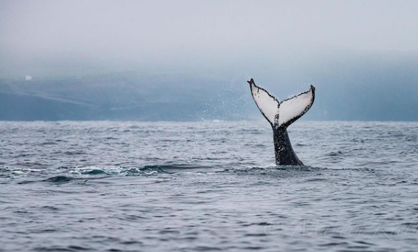 Up to three humpback whales have been spotted off the coast of West Clare!