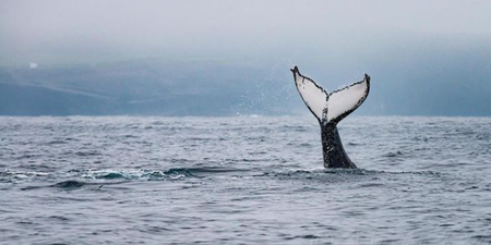 Up to three humpback whales have been spotted off the coast of West Clare!