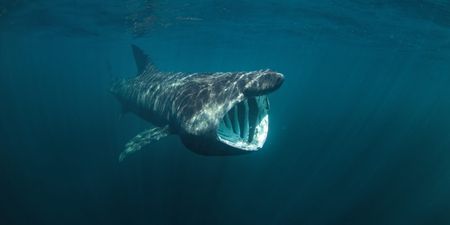 This scuba diver caught underwater footage of the basking sharks off the coast of Clare