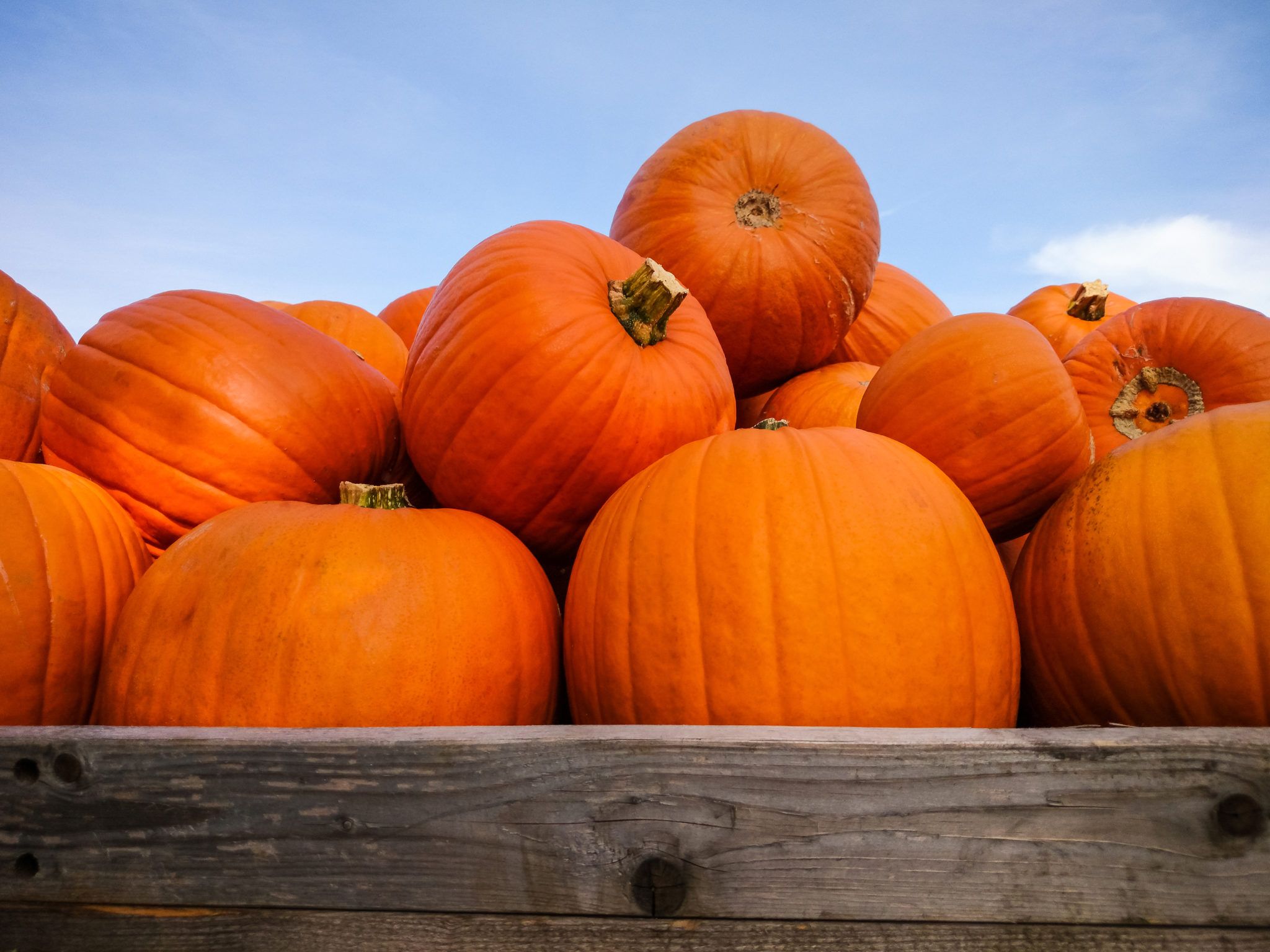 Only one more month until this Kerry Pumpkin Farm is open for harvest