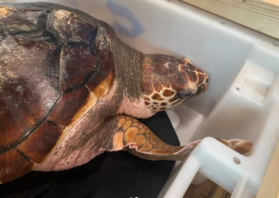 This 20kg loggerhead turtle is flying to Spain today after washing up in Donegal in 2019