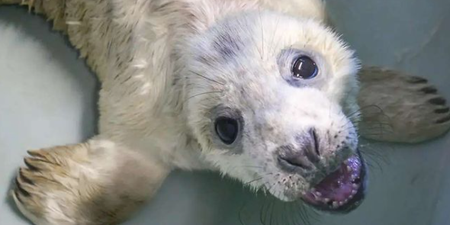 Seal Rescue Ireland have issued advice to follow during Grey Seal Pupping Season