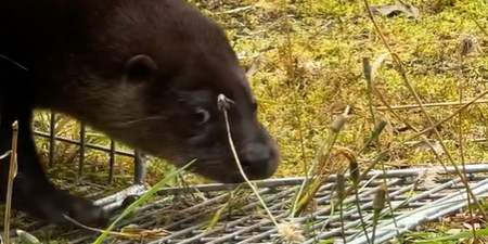 Three otters find a home at a 900 year old castle in Meath