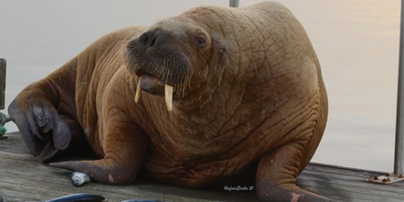 You'll never guess where Wally the Walrus has been spotted