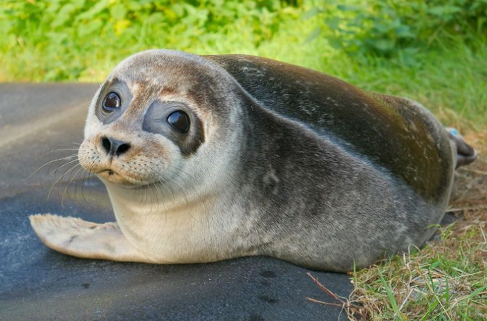 If you’re in the market for some wholesome content, check out this Seal Rescue Ireland video