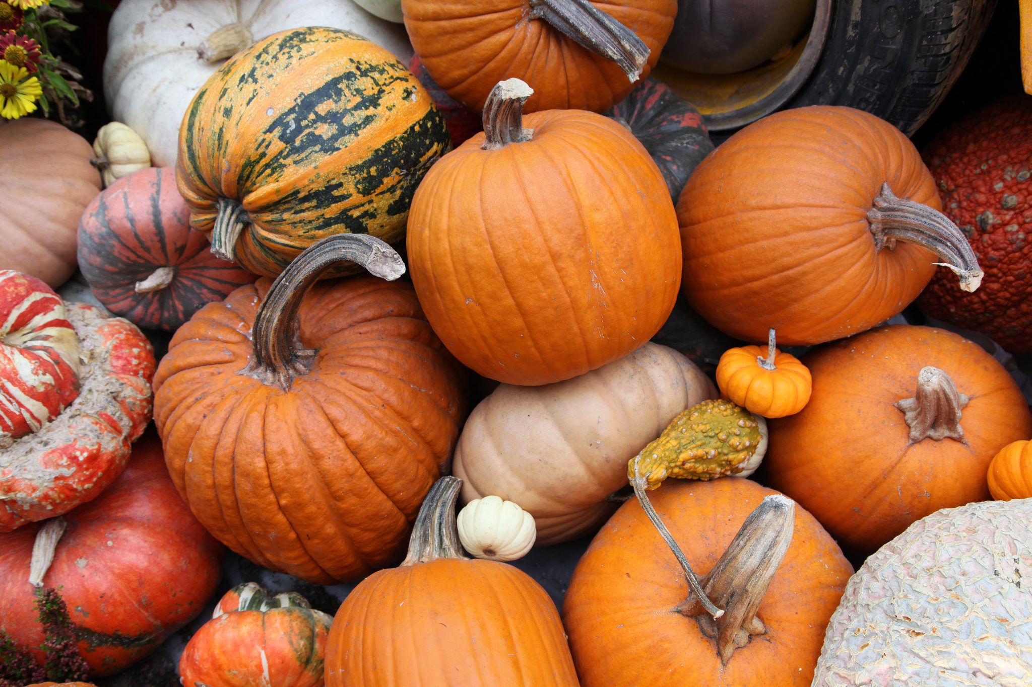 Here’s where to get your pumpkin in Cork this spooky season