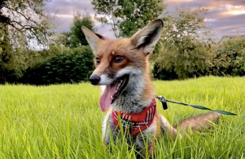 Emotional rollercoaster as this pet fox went missing, but all's well that ends well