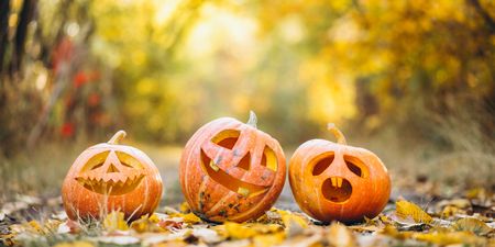 This Meath Café is holding a pumpkin carving competition