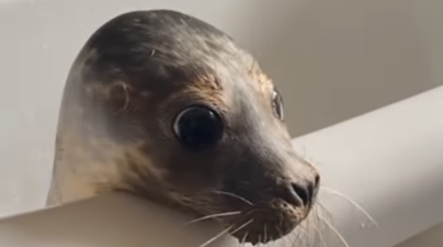 You can book a tour to meet and feed seals in Wexford