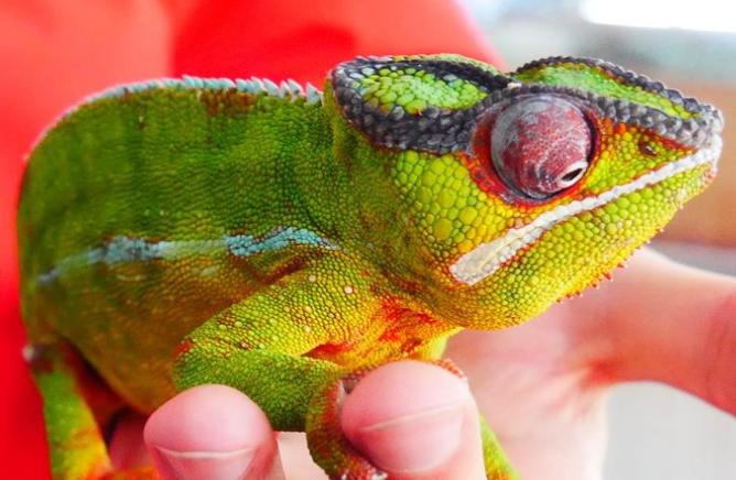 The DSPCA reunited this chameleon with his family after 2 months of being missing