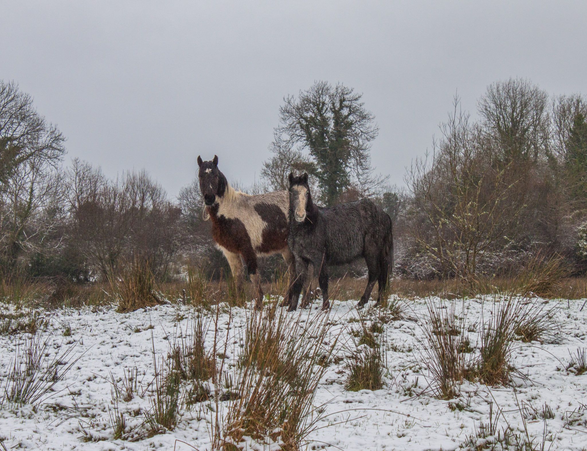 Kildare animal rescue appeals to public to foster horses over the winter months