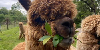 Louth alpaca farm has a unique use for old Christmas trees