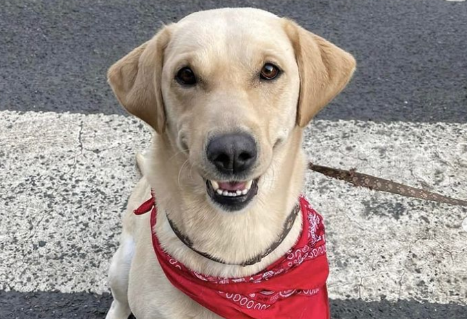 golden labrador smiling with a red bandana on