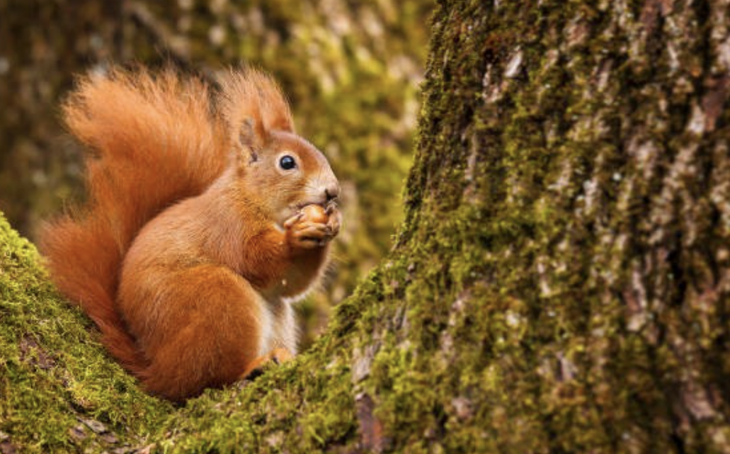 a red squirrel in a tree, eating an acorn.