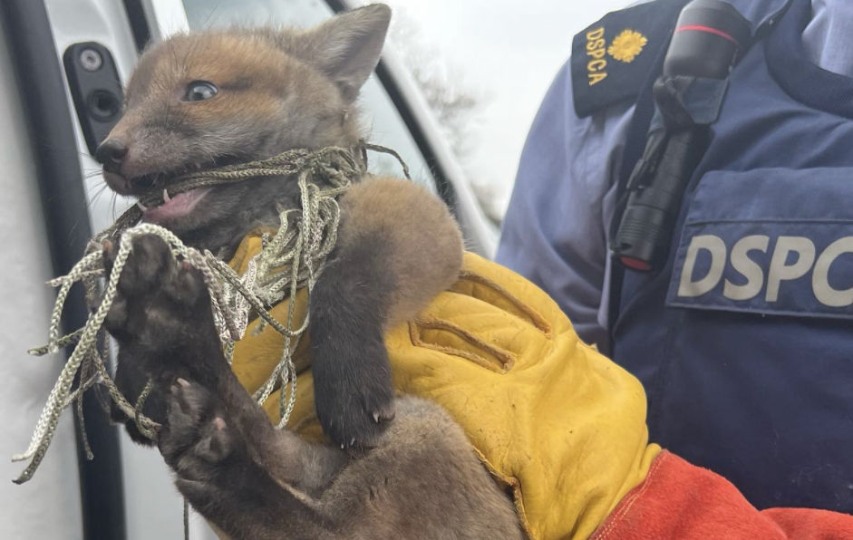 fox cub with netting around its neck, being held by someone wearing thick yellow rubber gloves