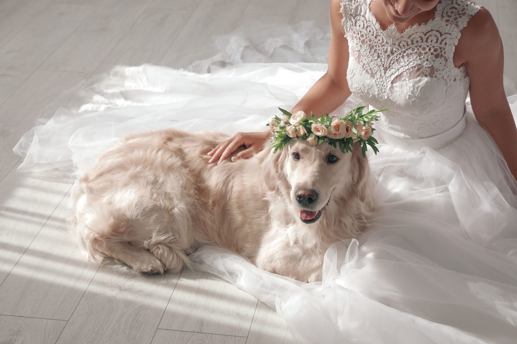 woman in a wedding dress sitting with a golden retriever dog wearing a flower crown