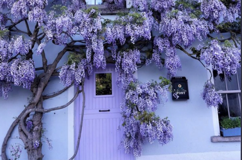 This ‘wisteria house’ in Kilkenny is visited by admirers from all over Ireland