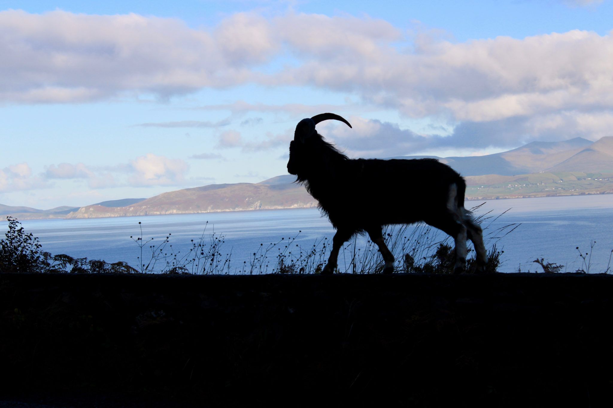 silhouette of mountain goat with blue skies, mountains and sea in the background