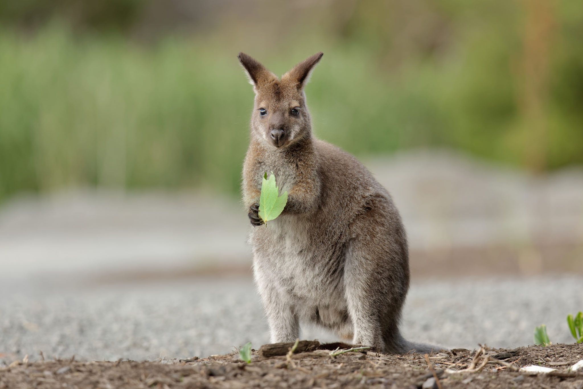 missing wallaby tyrone