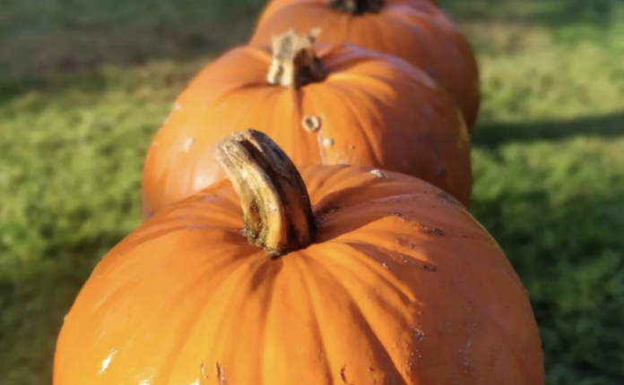 Wicklow pumpkin patch to reopen just in time for spooky season