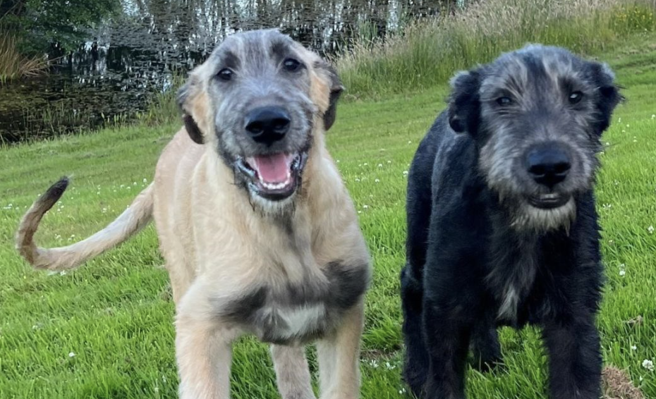 two wolfhound puppies looking at camera
