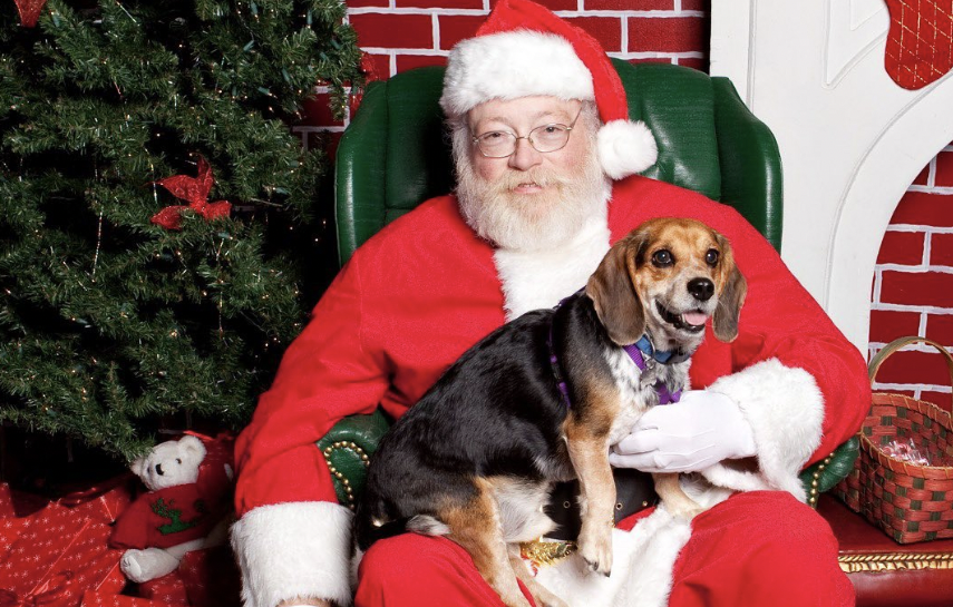 You can now take your dog to visit Santa in Cork