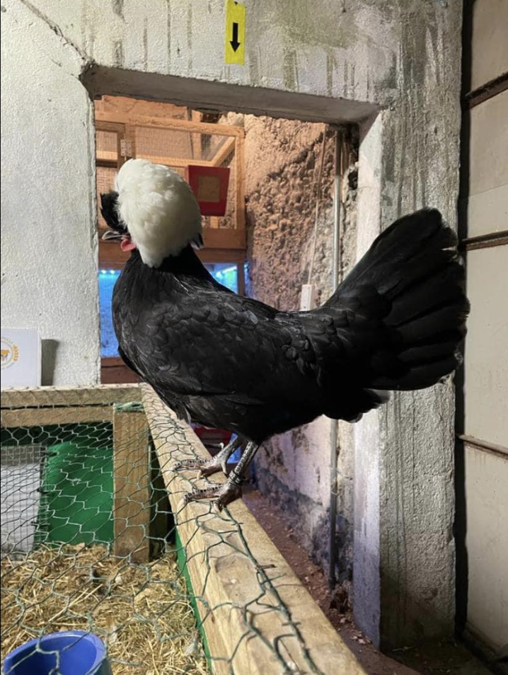 black hen in a barn type building with straw below it