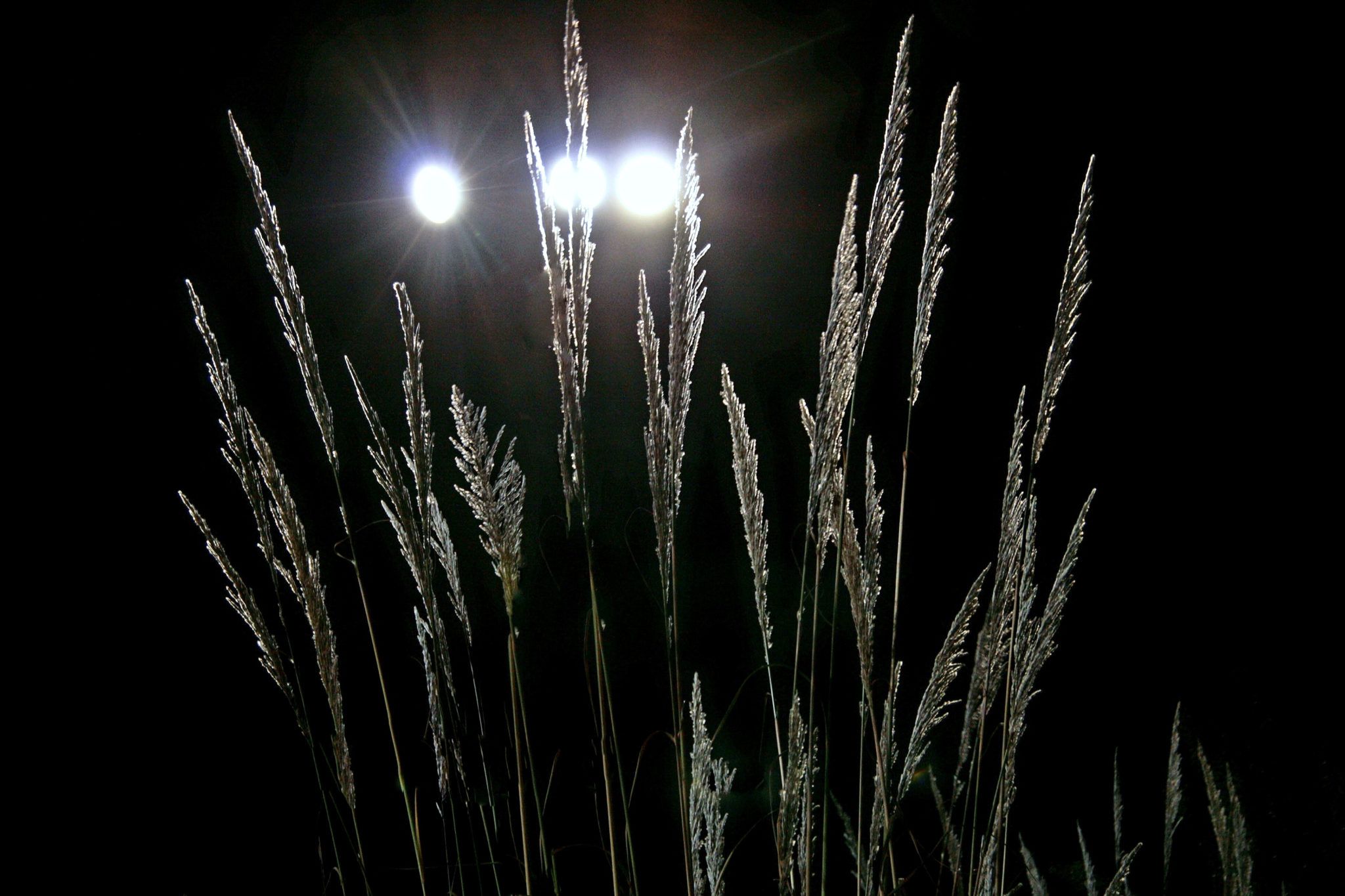 mysterious lights shining through a bushel of reeds at night time
