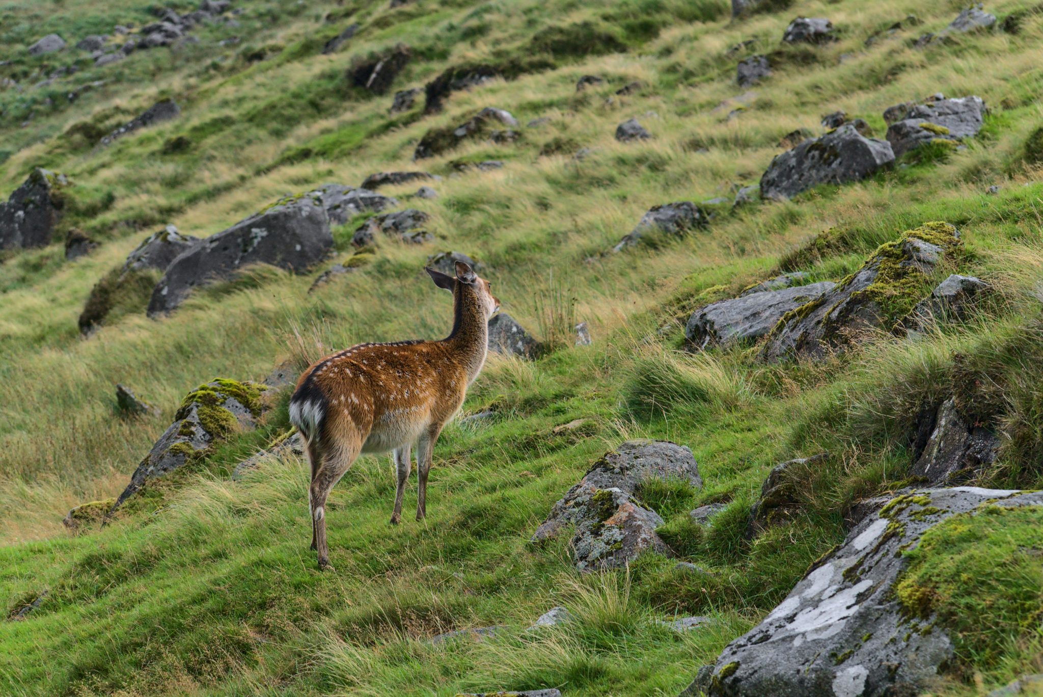 a wild deer on a mountainside in Ireland