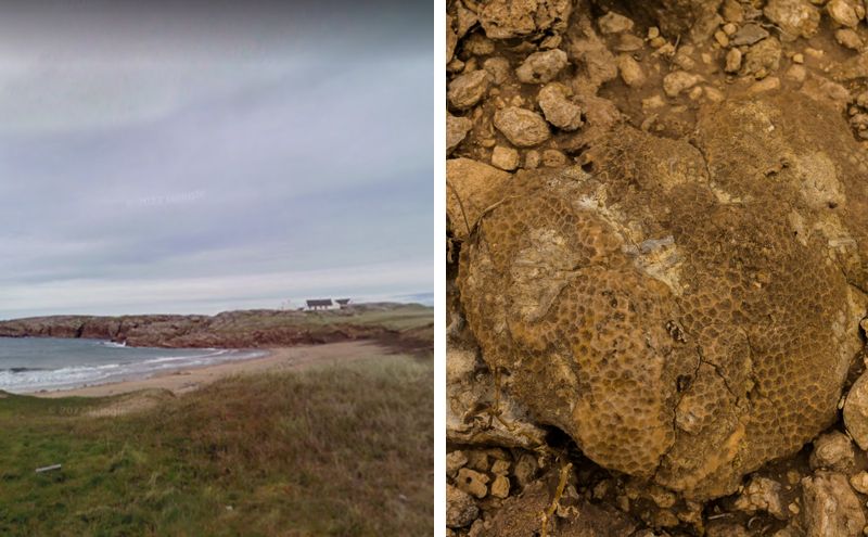 ‘I thought they were bird droppings’ – Ancient fossils found on a beach in Donegal