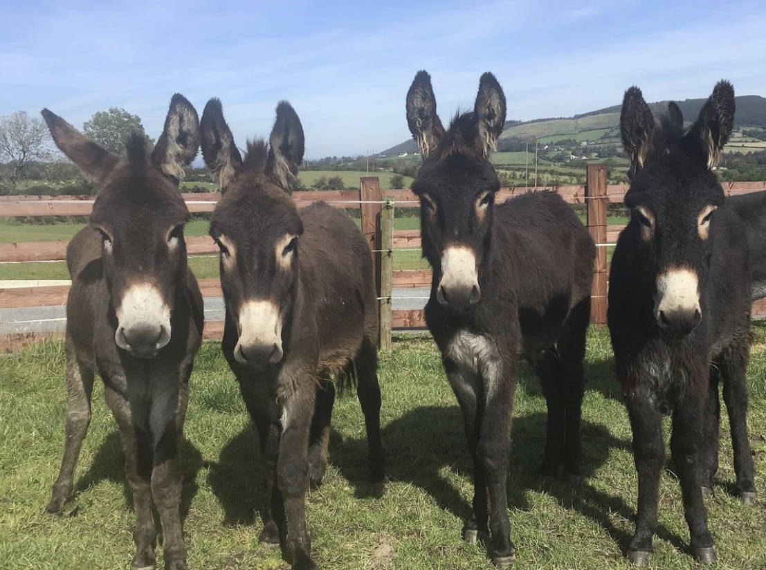 Donegal Donkey Sanctuary running ‘dangerously low’ on supplies issues appeal to public