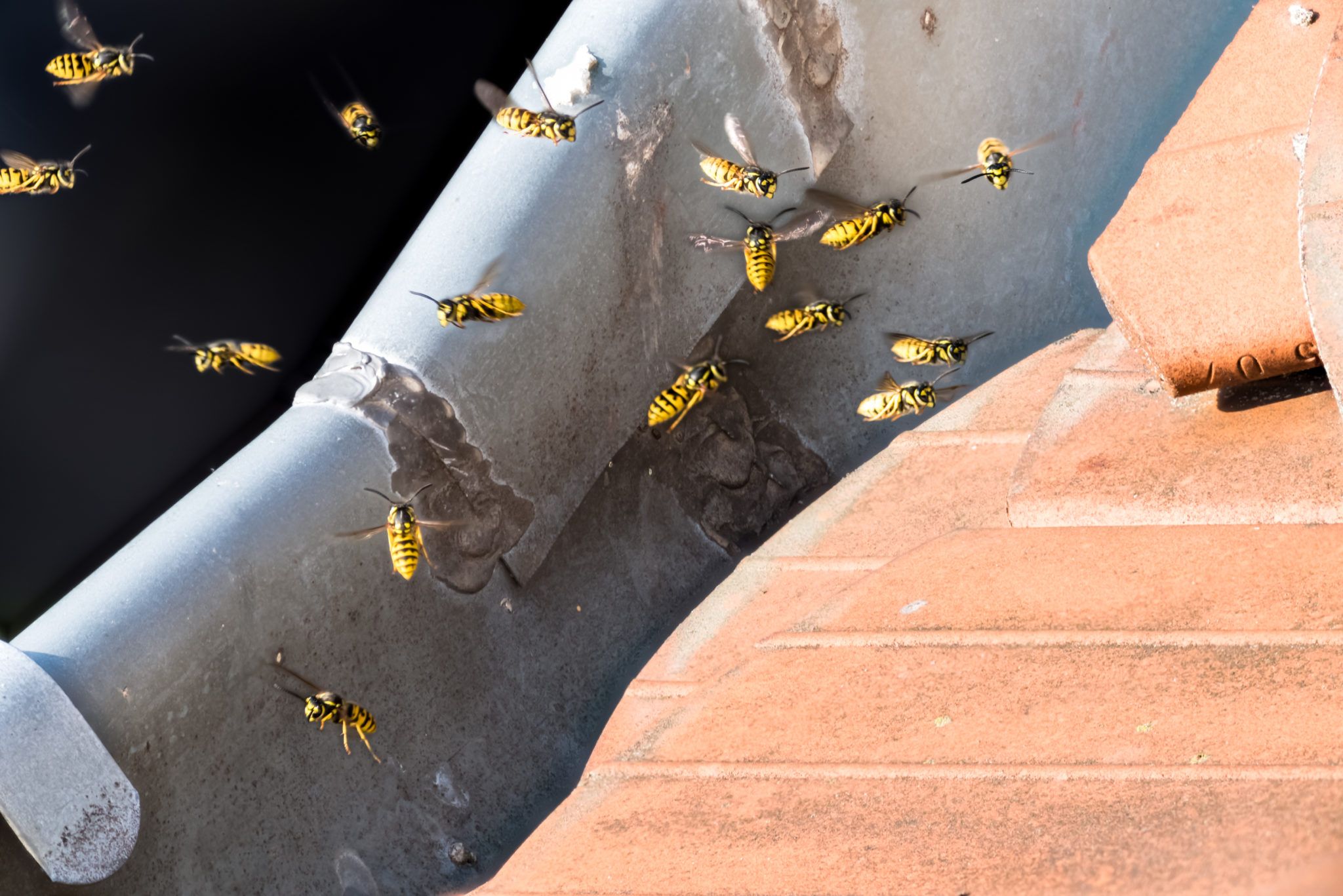 wasps ireland summer