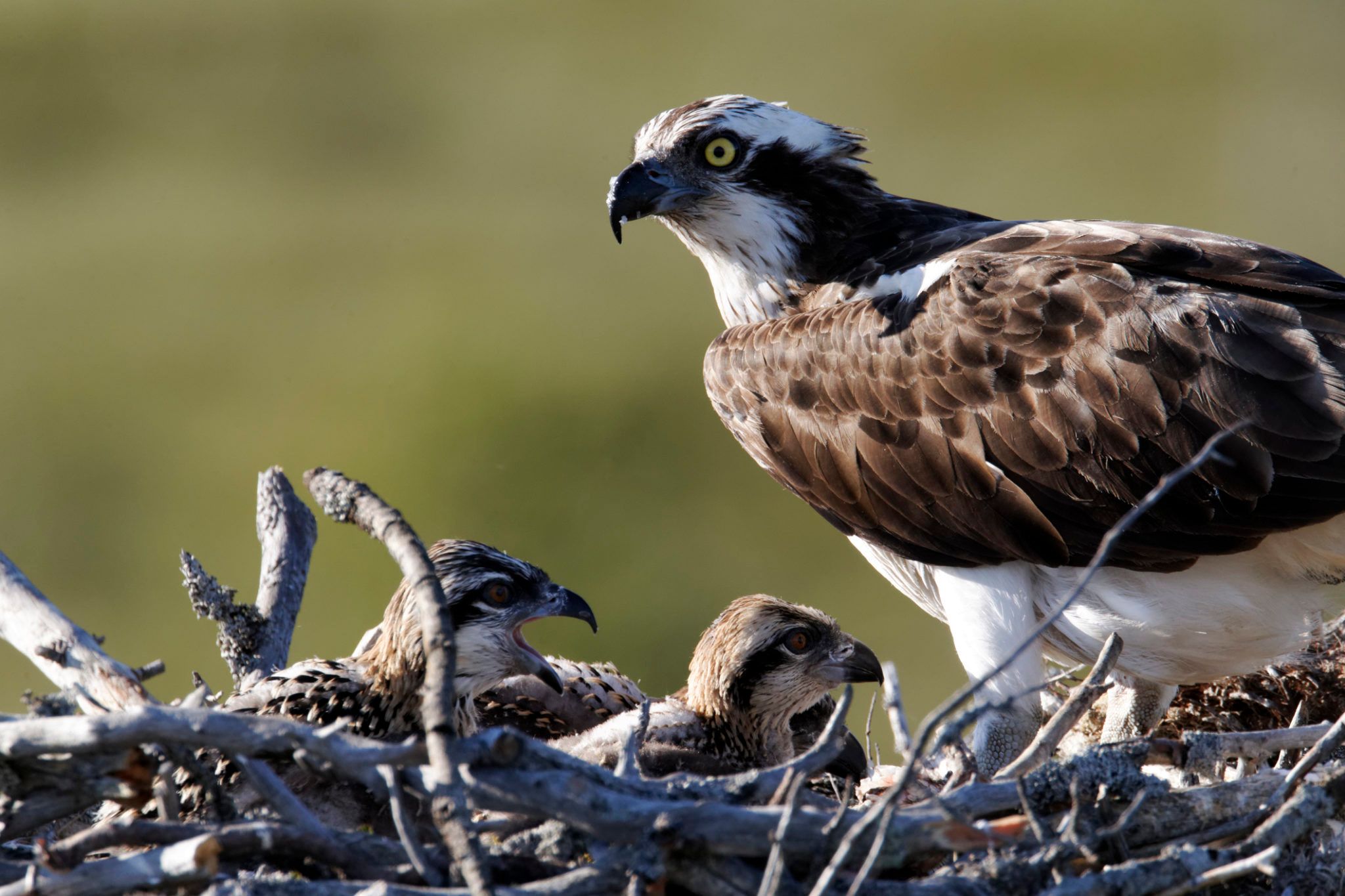 Ospreys to be reintroduced to Irish skies this summer