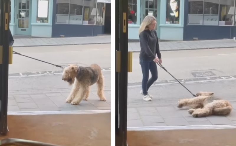 Dog goes viral after refusing to walk past pub without going in