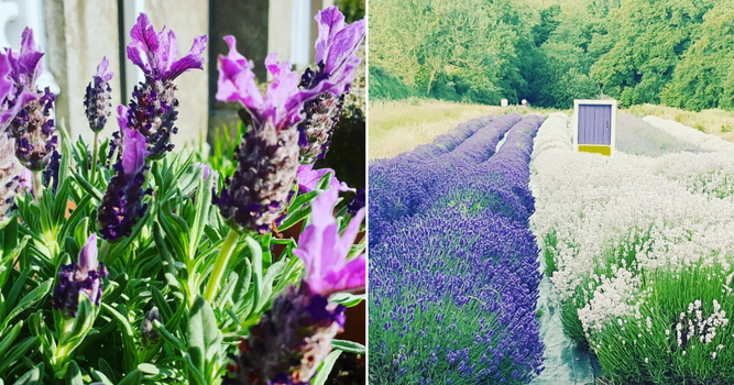 largest lavender field