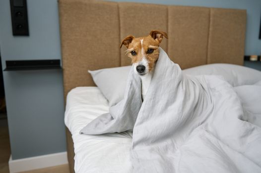 dog sleep in bed