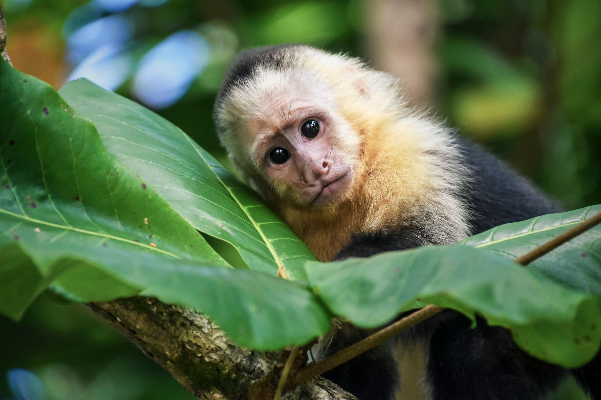Escaped monkey on the loose in Wicklow is ‘looking for love’