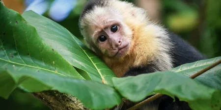 Escaped monkey on the loose in Wicklow is ‘looking for love’